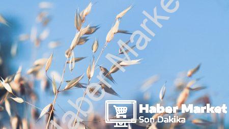 İklim Değişikliği ve Tarım: İklim Değişikliği Tarımı Nasıl Etkiliyor?