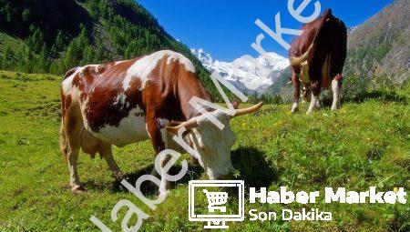 Yenilenebilir Enerji Nedir?