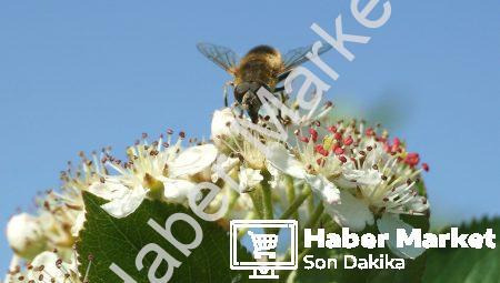 Yapay Zeka ve Cinsiyet Farkları