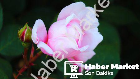 Magazin Dünyasında Son Gelişmeler