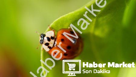 Sanat piyasasında fiyatları uçuran eserler