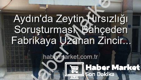 Aydın’da Zeytin Hırsızlığı Soruşturması: Bahçeden Fabrikaya Uzanan Zincir Çözüldü, 2 Gözaltı