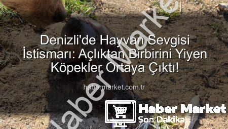 Denizli’de Hayvan Sevgisi İstismarı: Açlıktan Birbirini Yiyen Köpekler Ortaya Çıktı!