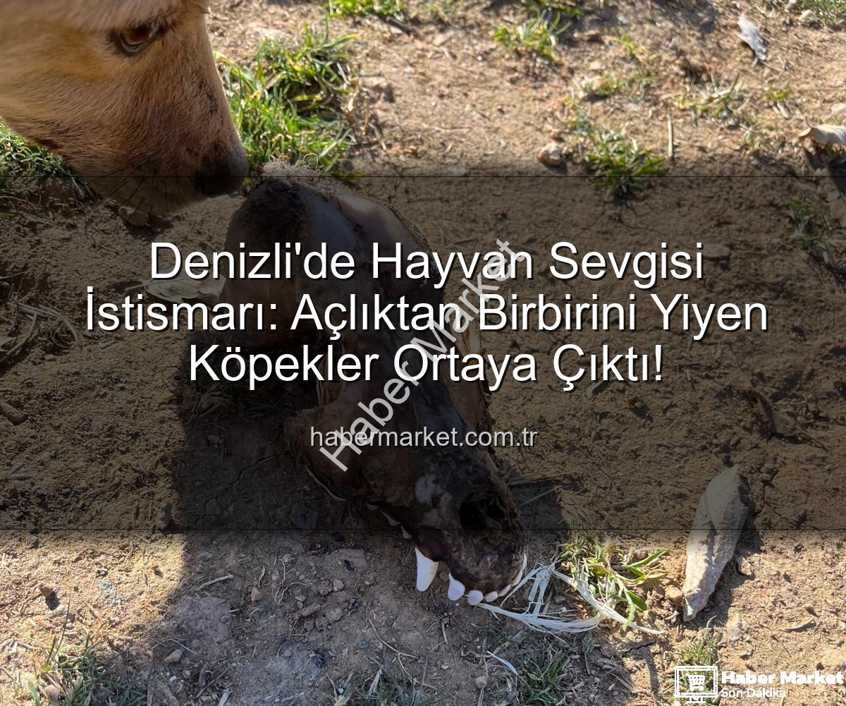 hayvan istismarı - Denizli'de Hayvan Sevgisi İstismarı: Açlıktan Birbirini Yiyen Köpekler Ortaya Çıktı!