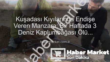 Kuşadası Kıyılarında Endişe Veren Manzara: Bir Haftada 3 Deniz Kaplumbağası Ölü Bulundu