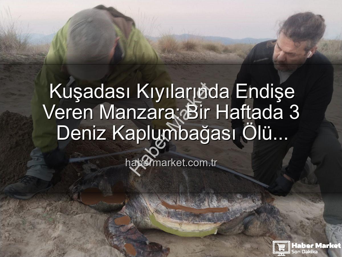 deniz kaplumbağası ölümleri - Kuşadası Kıyılarında Endişe Veren Manzara: Bir Haftada 3 Deniz Kaplumbağası Ölü Bulundu