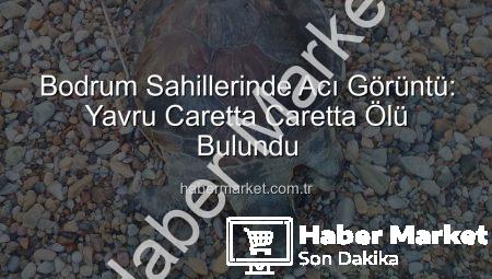 Bodrum Sahillerinde Acı Görüntü: Yavru Caretta Caretta Ölü Bulundu