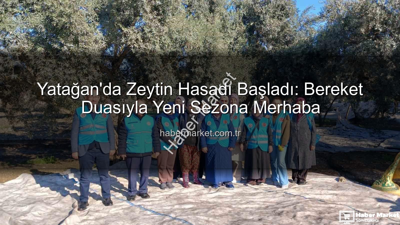 Yatağan zeytin hasadı - Yatağan'da Zeytin Hasadı Başladı: Bereket Duasıyla Yeni Sezona Merhaba