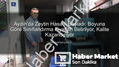 Aydın’da Zeytin Hasadı Başladı: Boyuna Göre Sınıflandırma Fiyatları Belirliyor, Kalite Kazandırıyor
