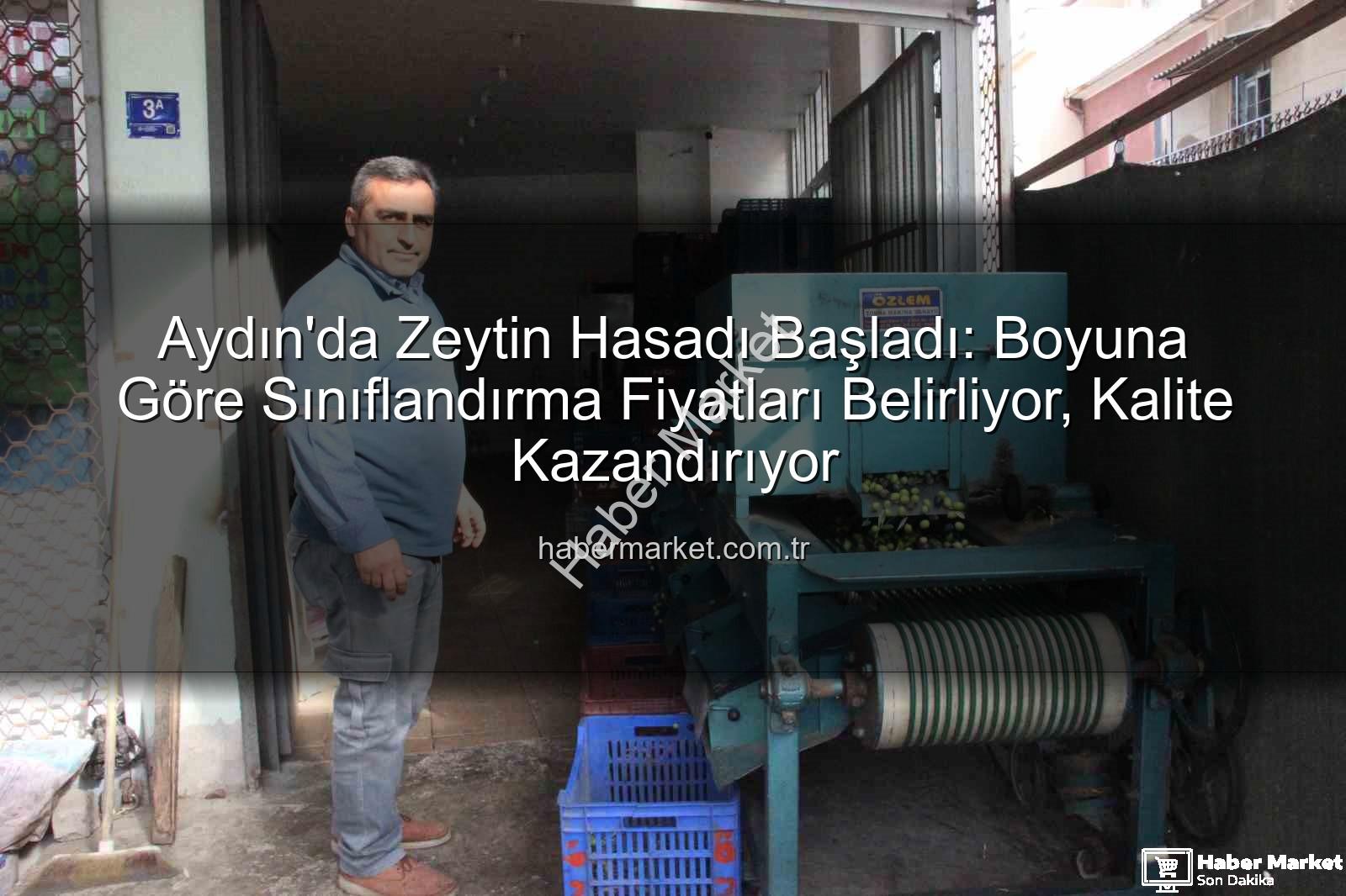 zeytin hasadı - Aydın'da Zeytin Hasadı Başladı: Boyuna Göre Sınıflandırma Fiyatları Belirliyor, Kalite Kazandırıyor