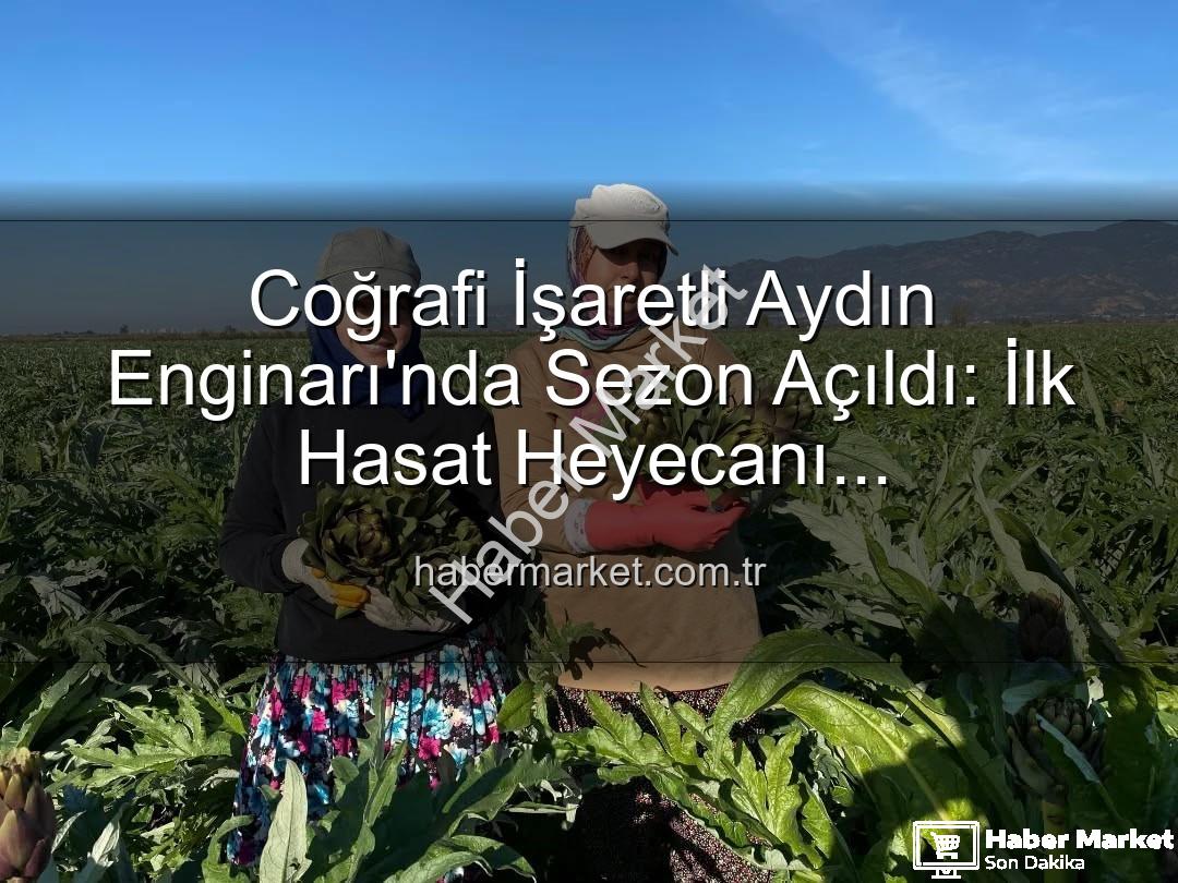 Aydın Enginarı - Coğrafi İşaretli Aydın Enginarı'nda Sezon Açıldı: İlk Hasat Heyecanı HaberMarket'te!