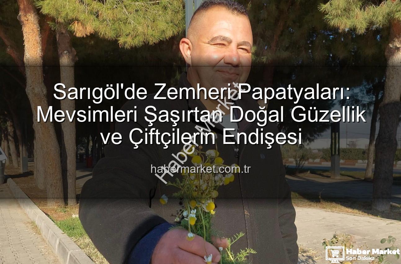zemheri papatyaları - Sarıgöl'de Zemheri Papatyaları: Mevsimleri Şaşırtan Doğal Güzellik ve Çiftçilerin Endişesi