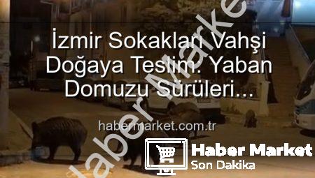 İzmir Sokakları Vahşi Doğaya Teslim: Yaban Domuzu Sürüleri Şaşkınlık ve Korku Yaratıyor