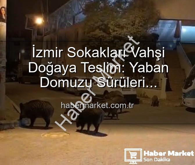 yaban domuzu - İzmir Sokakları Vahşi Doğaya Teslim: Yaban Domuzu Sürüleri Şaşkınlık ve Korku Yaratıyor